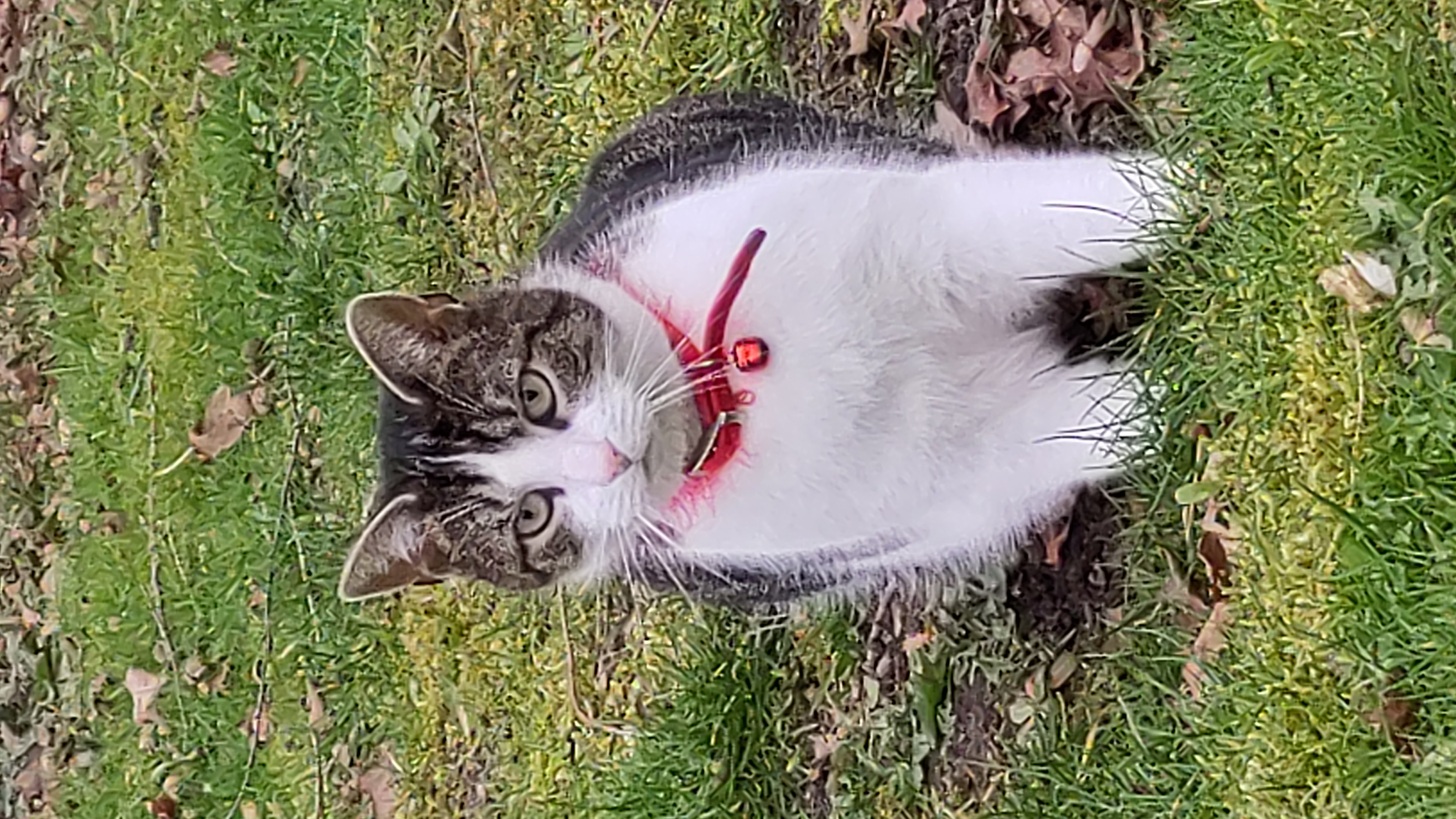 Dieke helpt de bosolifant