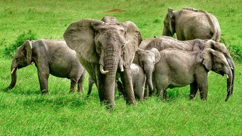 Red de Olifant