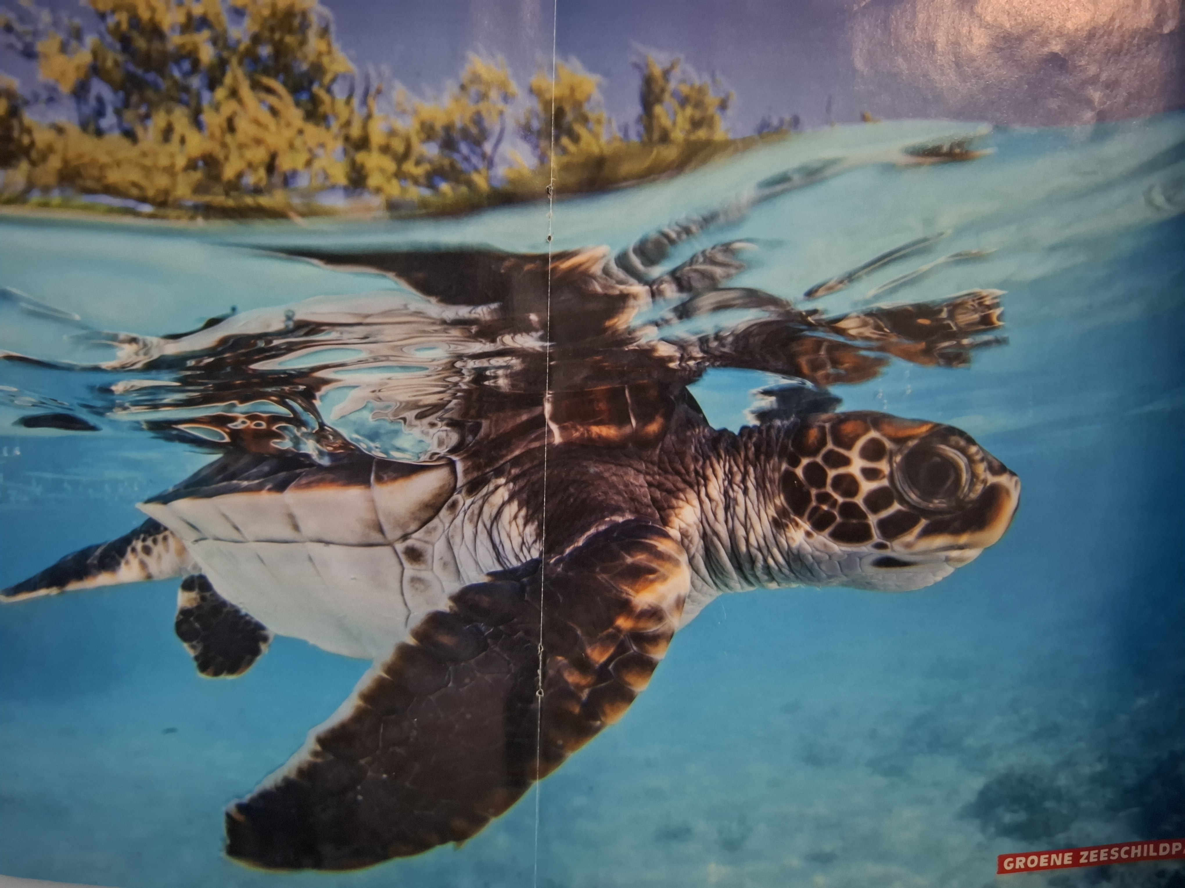 Feddes schildpaddenactie