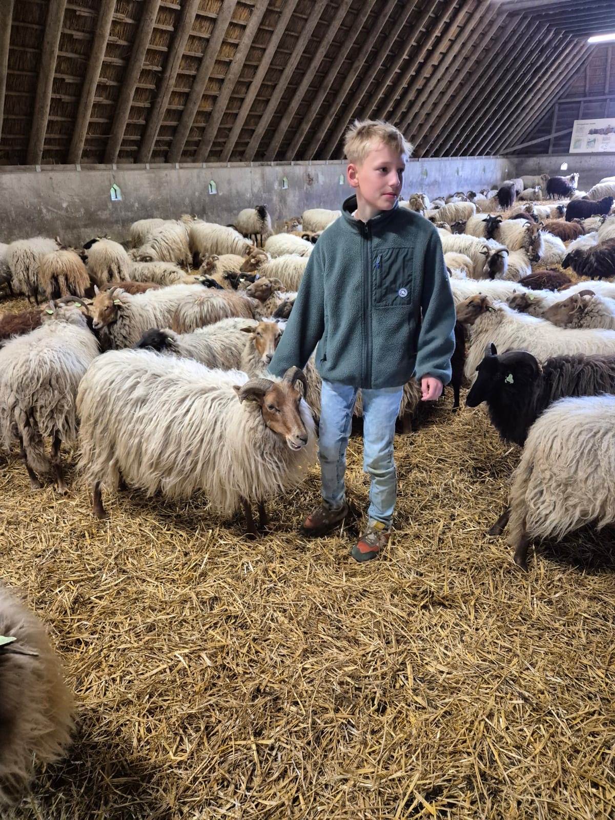 Mads redt de schildpad 