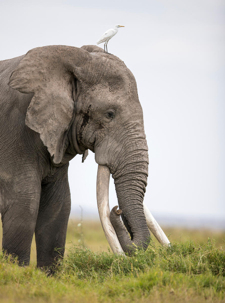 Dont stop the elephanths