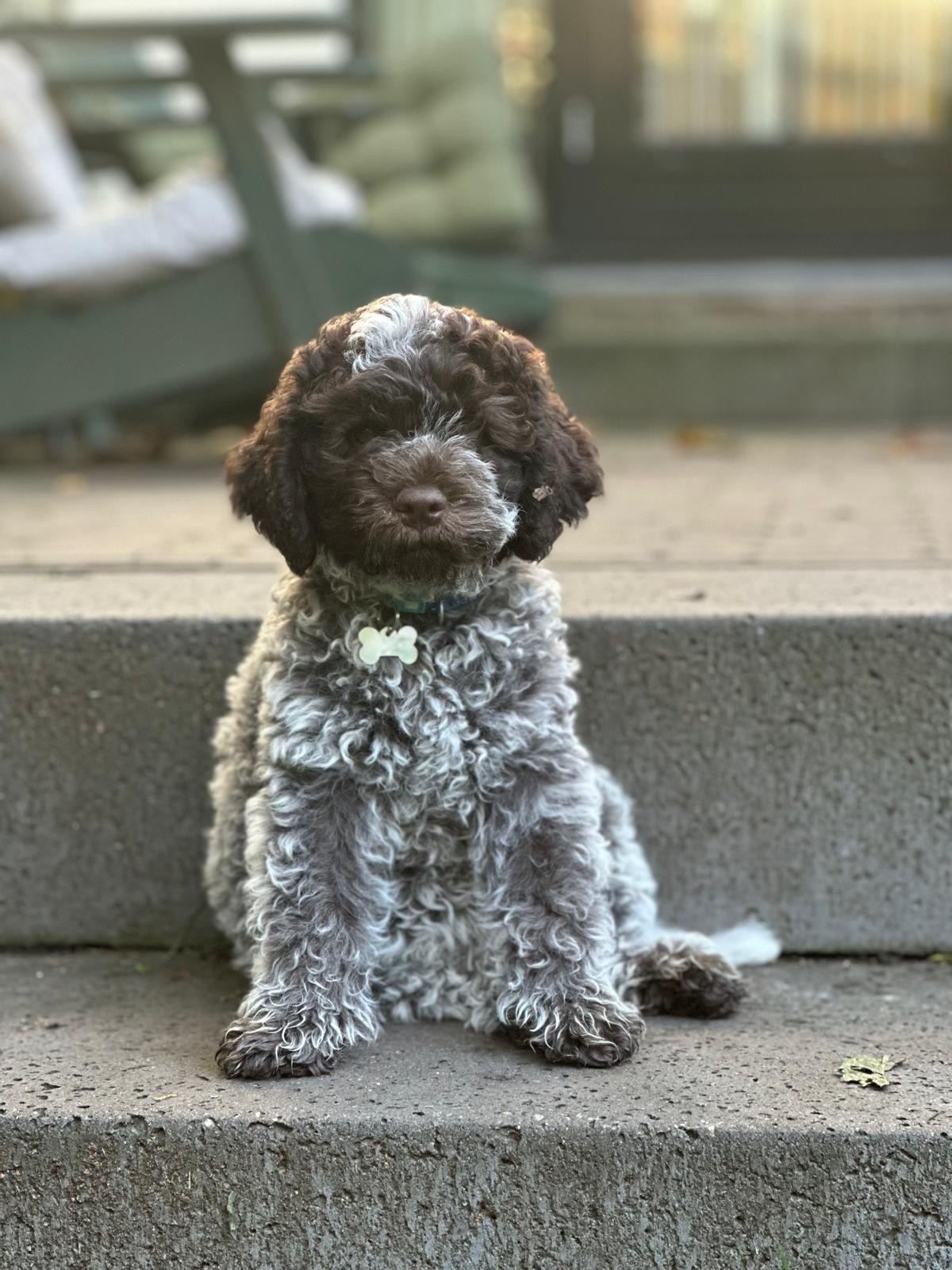 Actie voor de dieren 