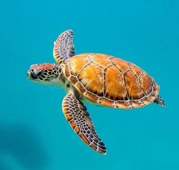 Koningsdag Schildpadjes