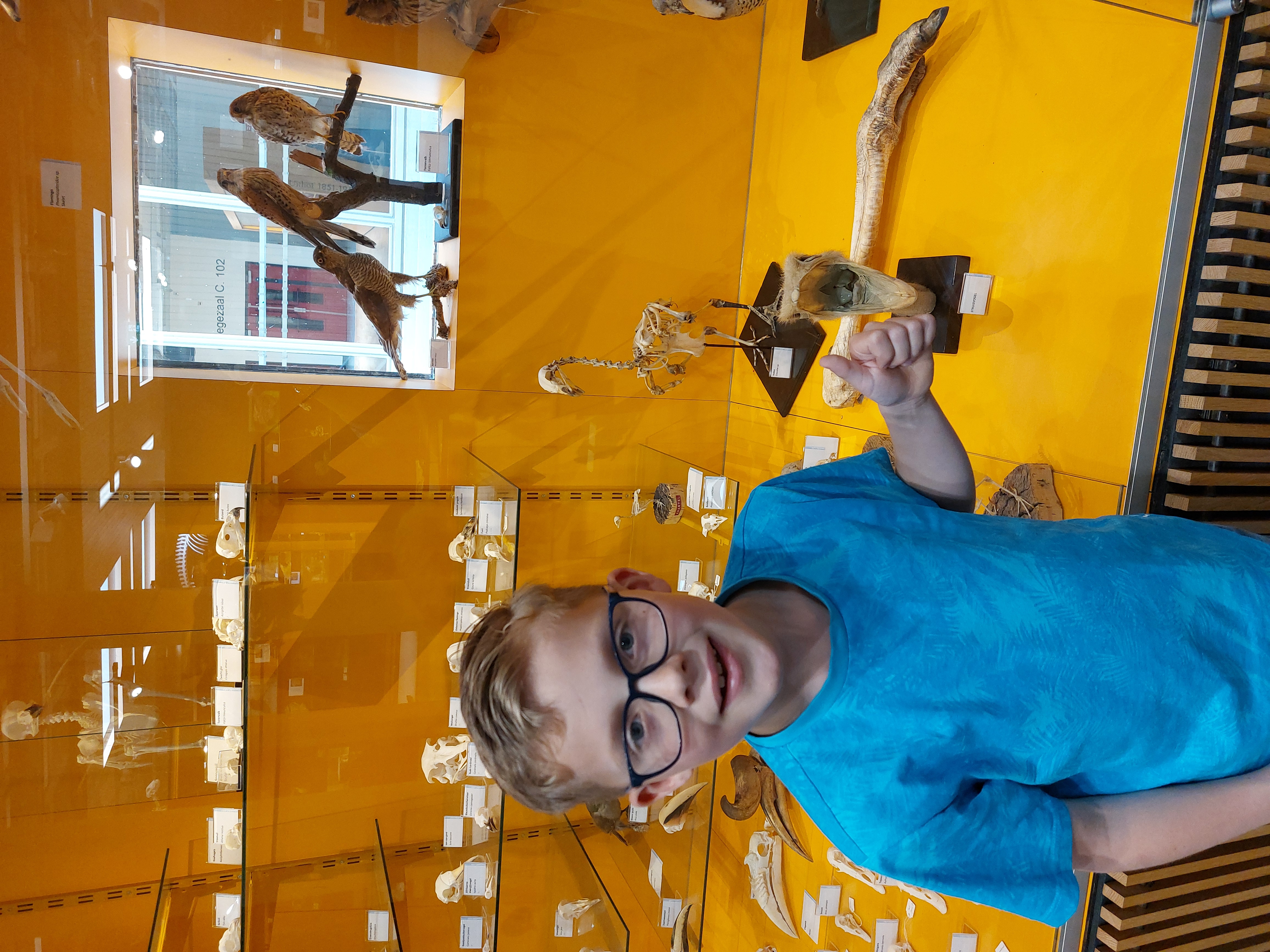 Louis de schildpaddenredd