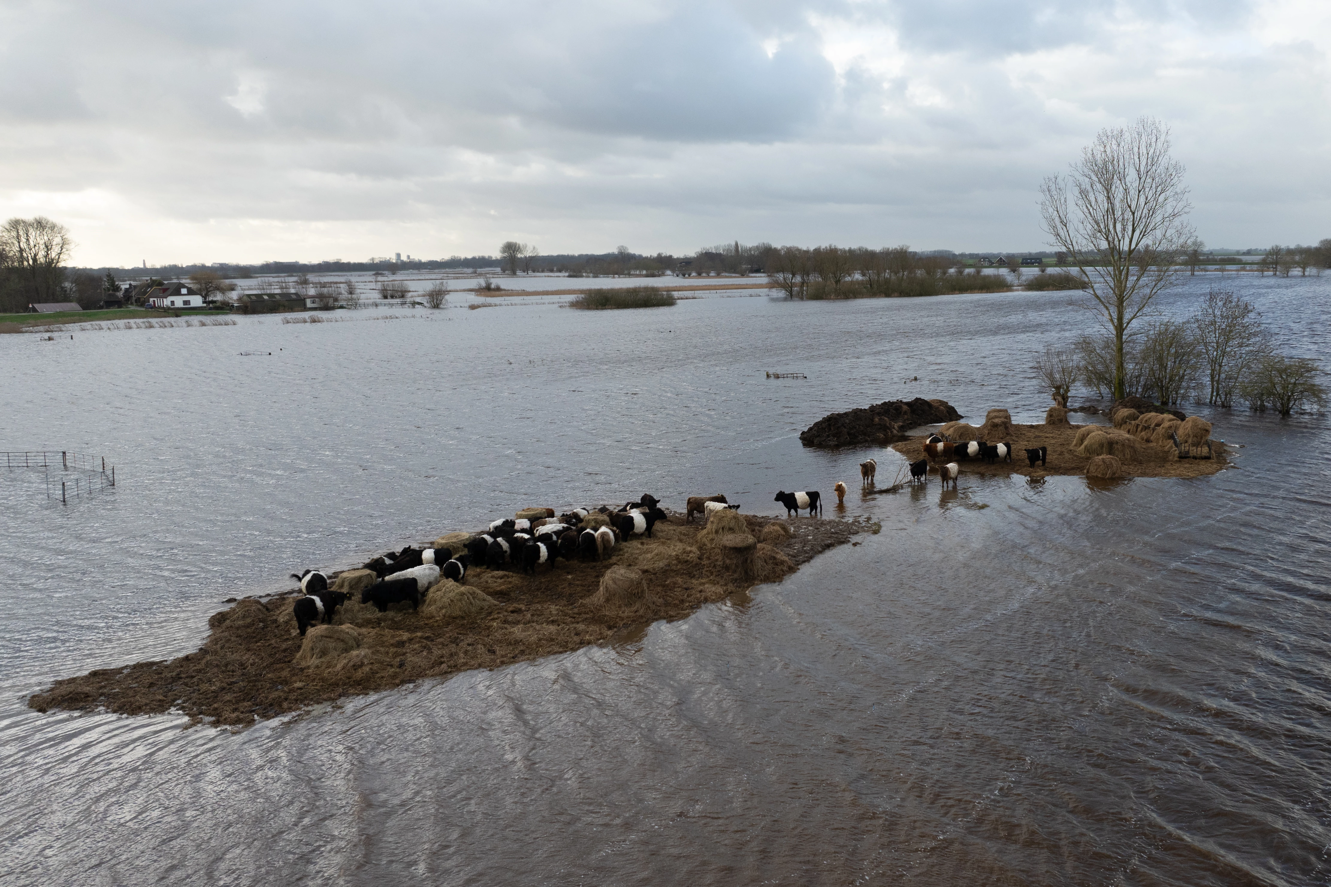 WWF overstroomd rivier vee ©Arthur de Bruin
