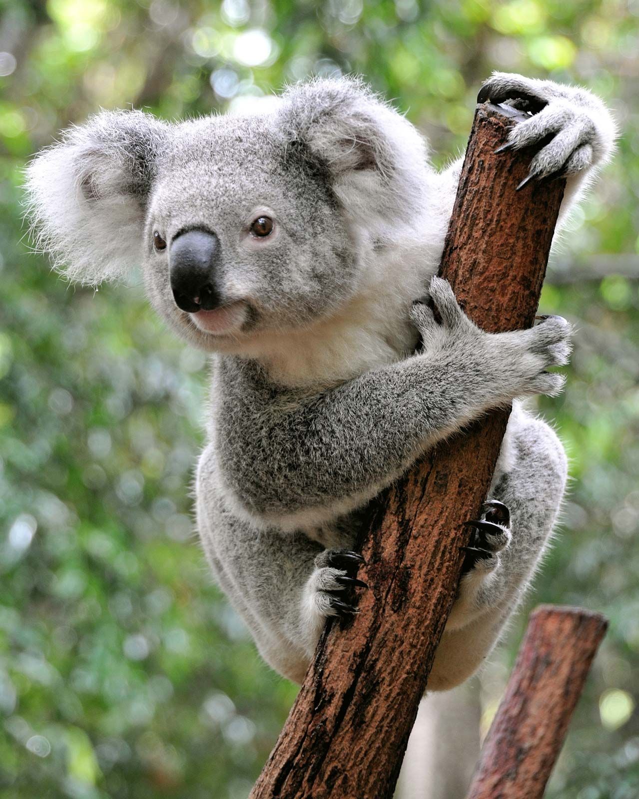 Red de koala