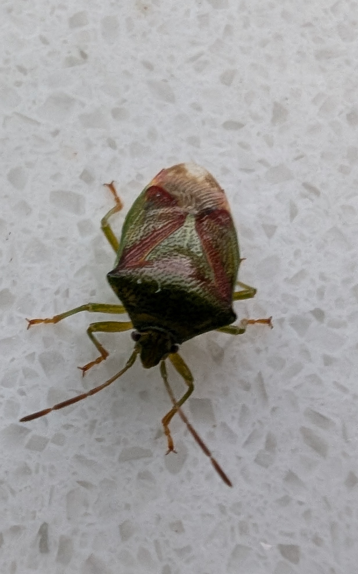 Red de olifanten met Oli