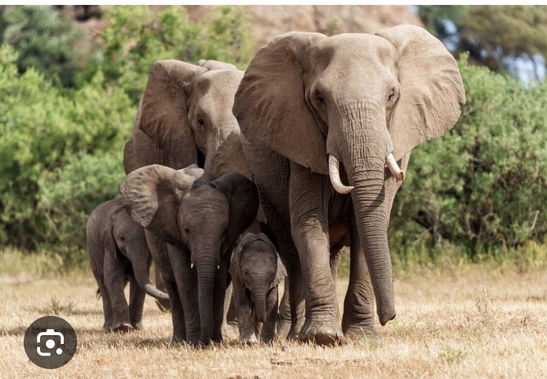Red de olifant 
