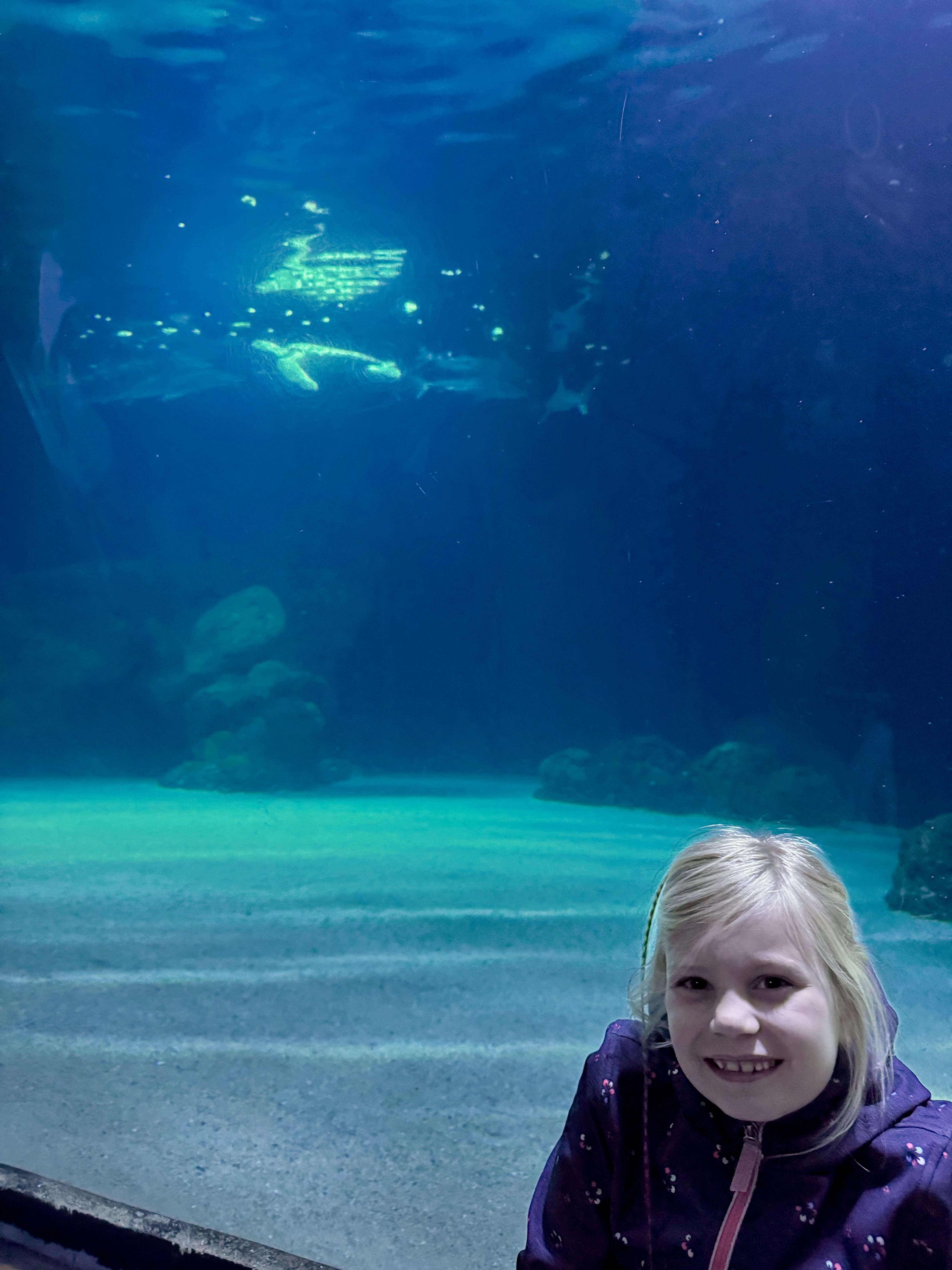 geheime schildpad eieren