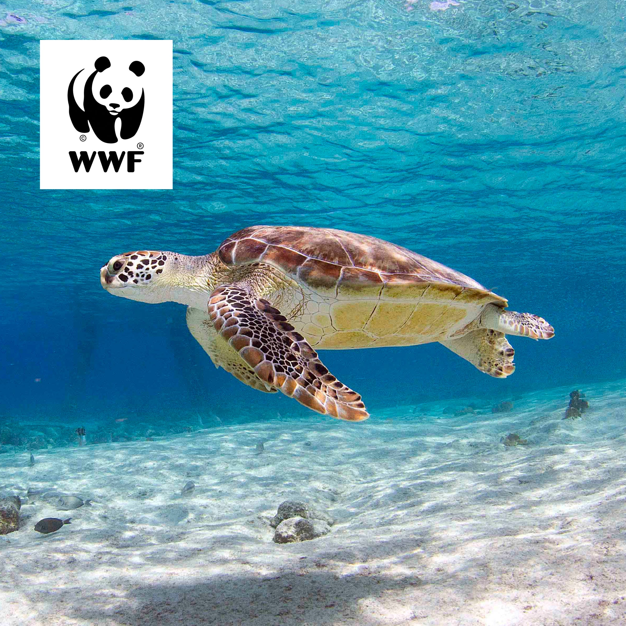 Samen voor de schilpadden