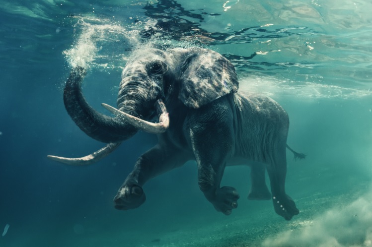 Help de olifant