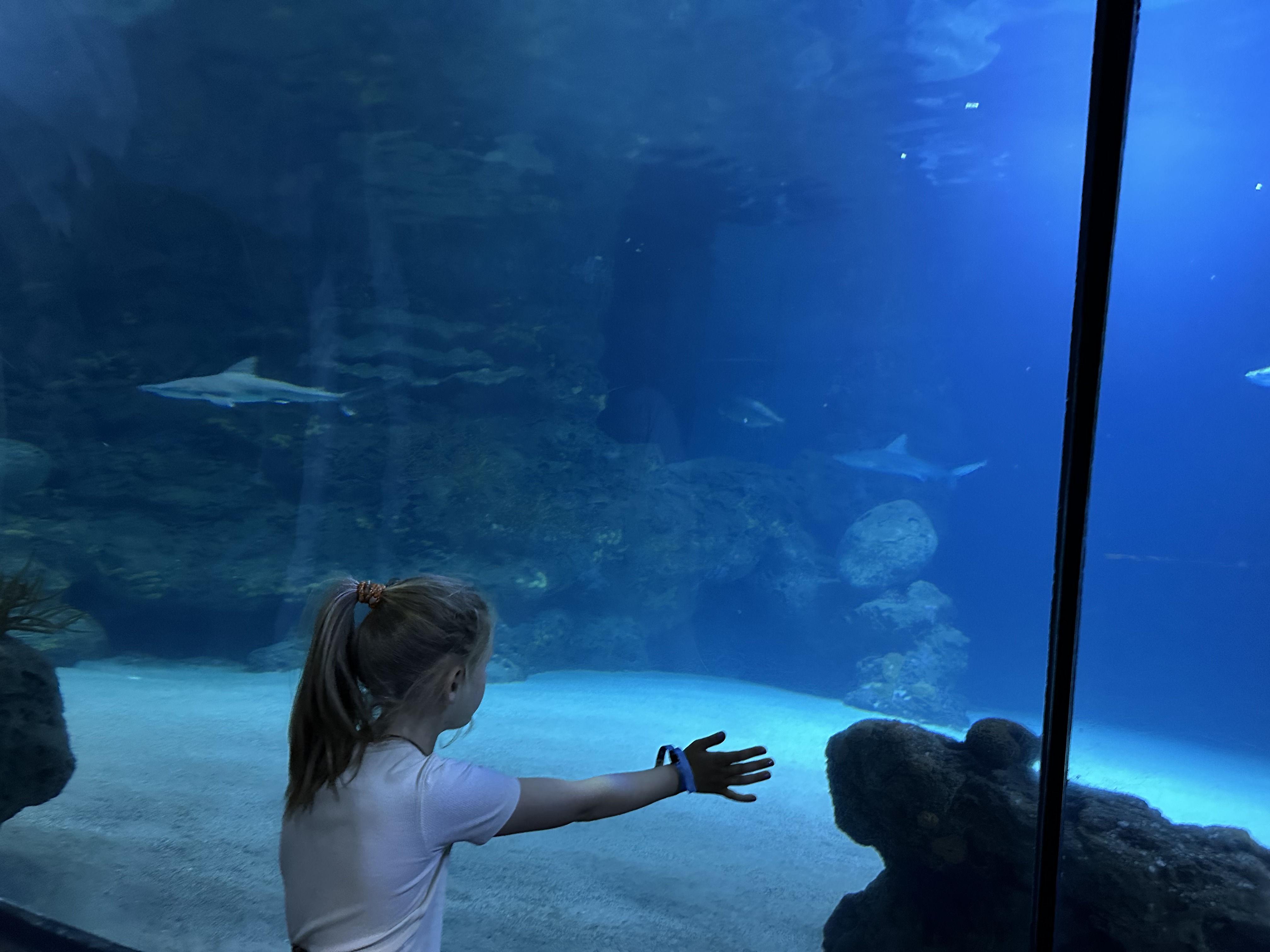 Zeeschildpadactie feline