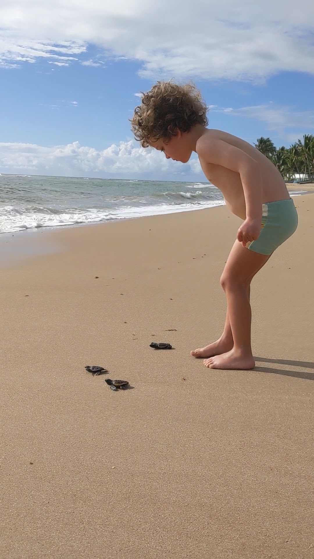 Tartarugas de Itacimirim 