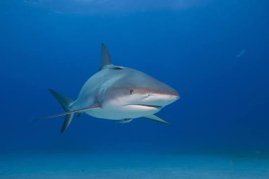 Zeg Hi tegen deze Haai