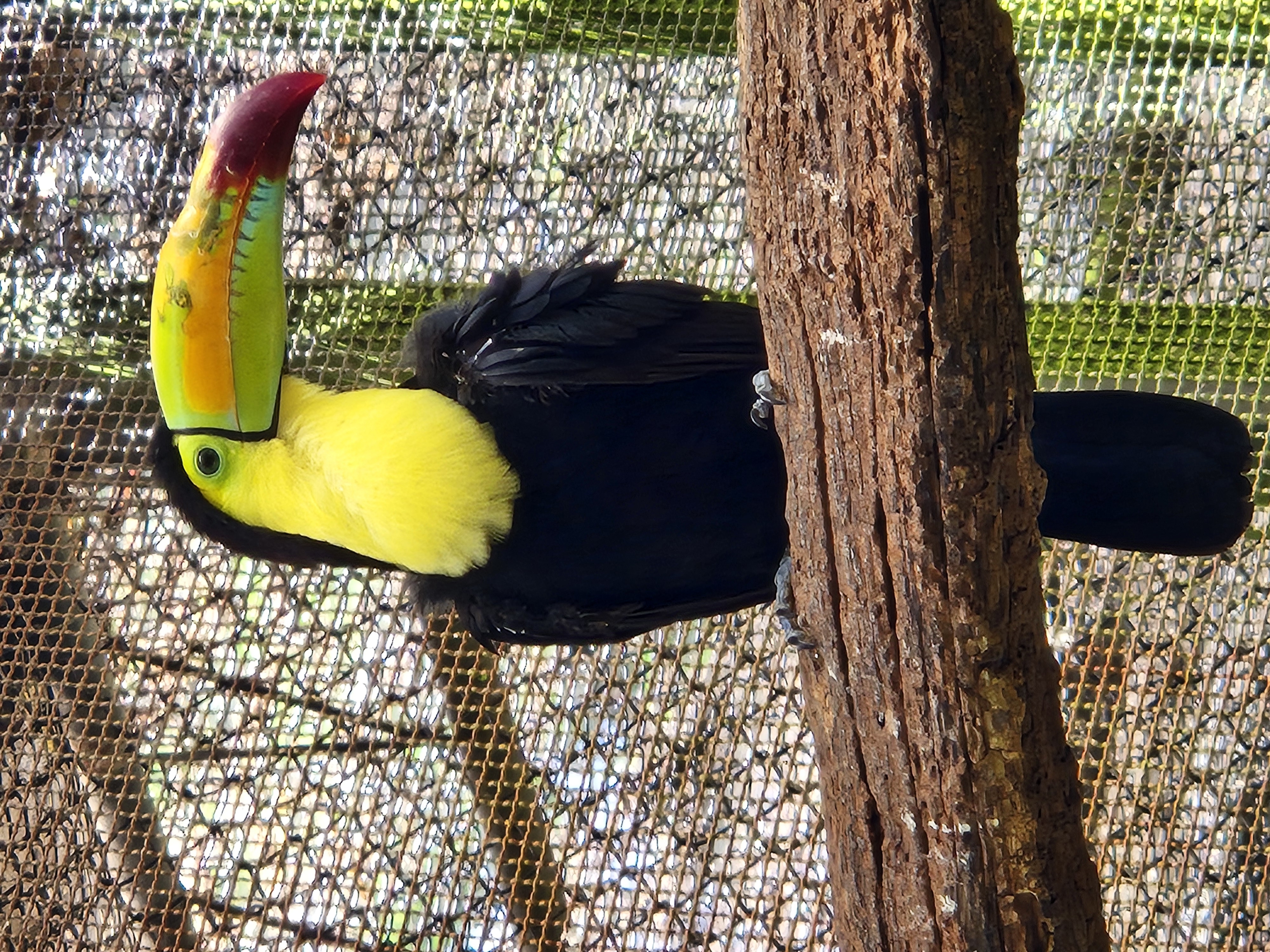 Bescherm het oerwoud