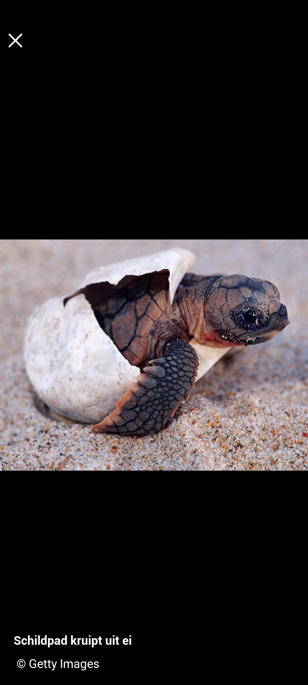 Turn the tide for turtles