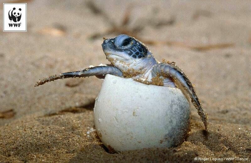 Operatie zeeschildpad