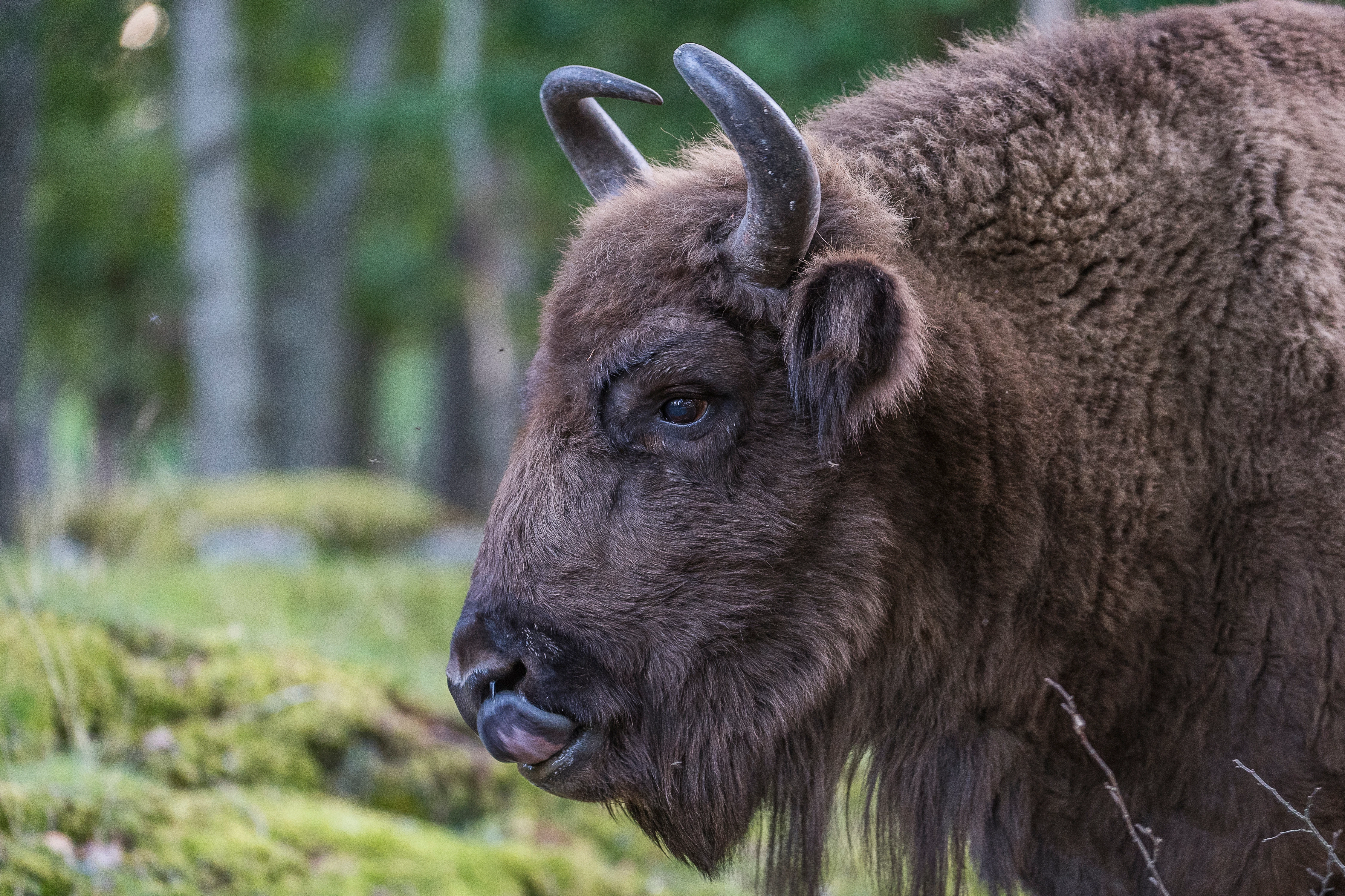 Euopese Bison of wisent