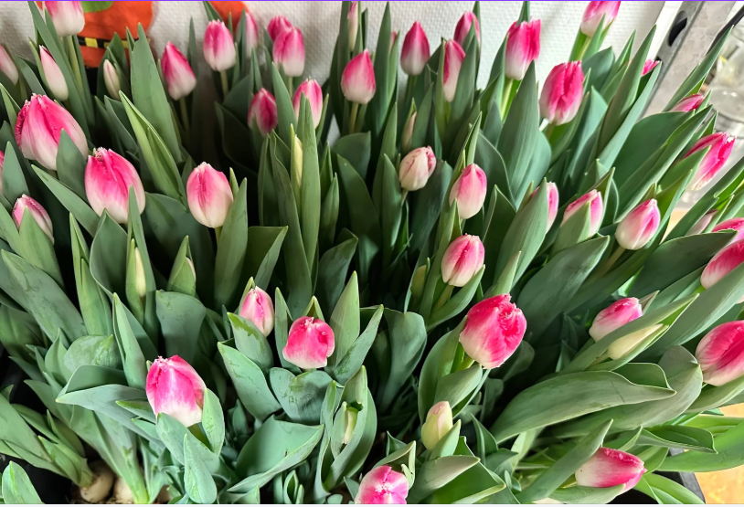 Denklab Tuinbouw Battle 