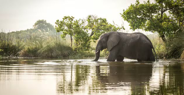 Olifanten expeditie Aafke
