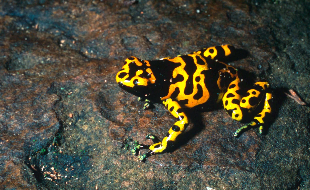 Bron_Kikker_© Bruno Pambour.jpg