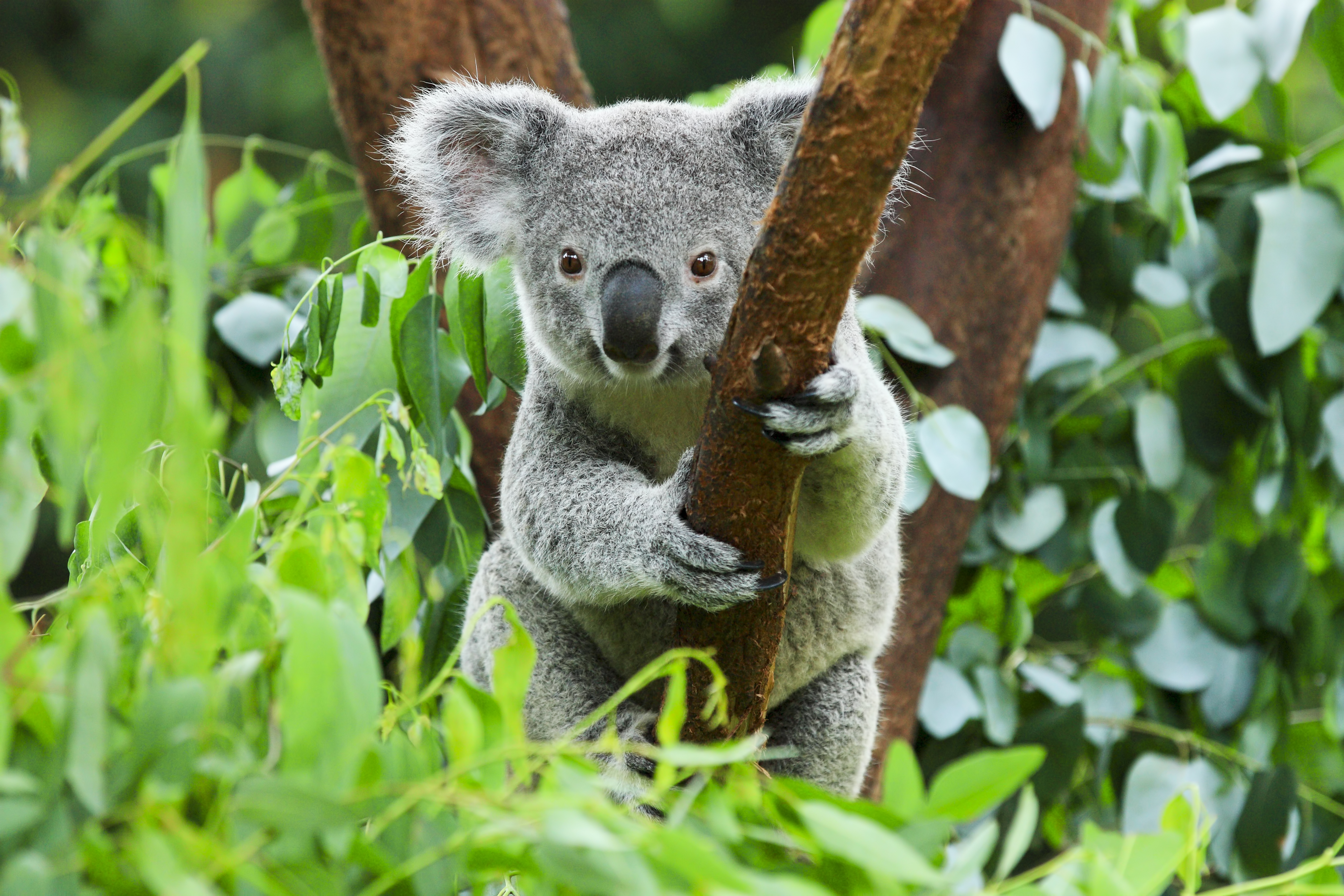 Звук коалы. Коала в Австралии. Коала сумчатое. Австралия сумчатые коала. Коала эвкалиптовый мишка.