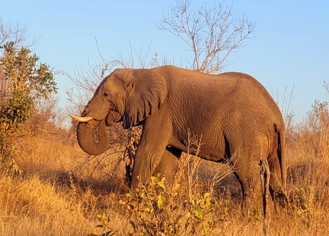 Expeditie olifant helpp