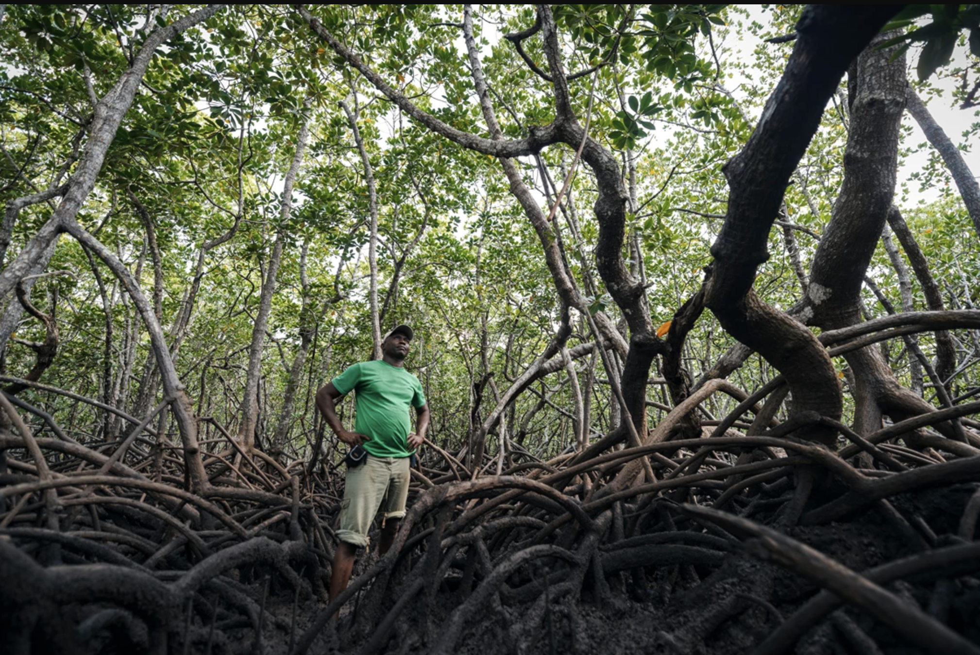 man staat tussen mangroves ww253024