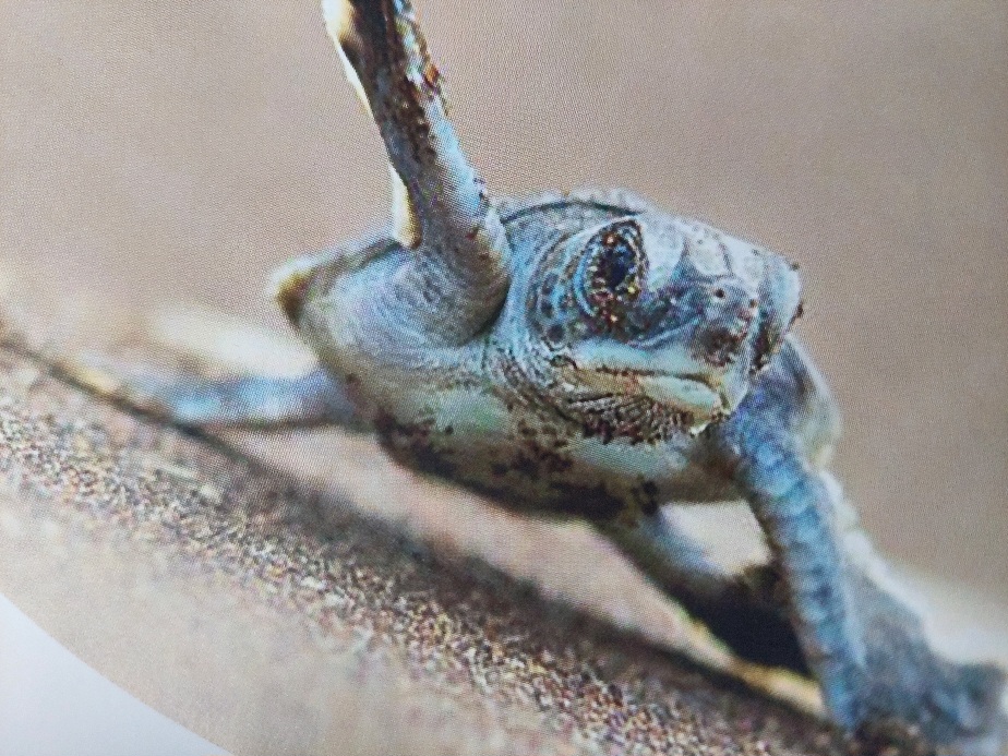 Red de baby schildpadden