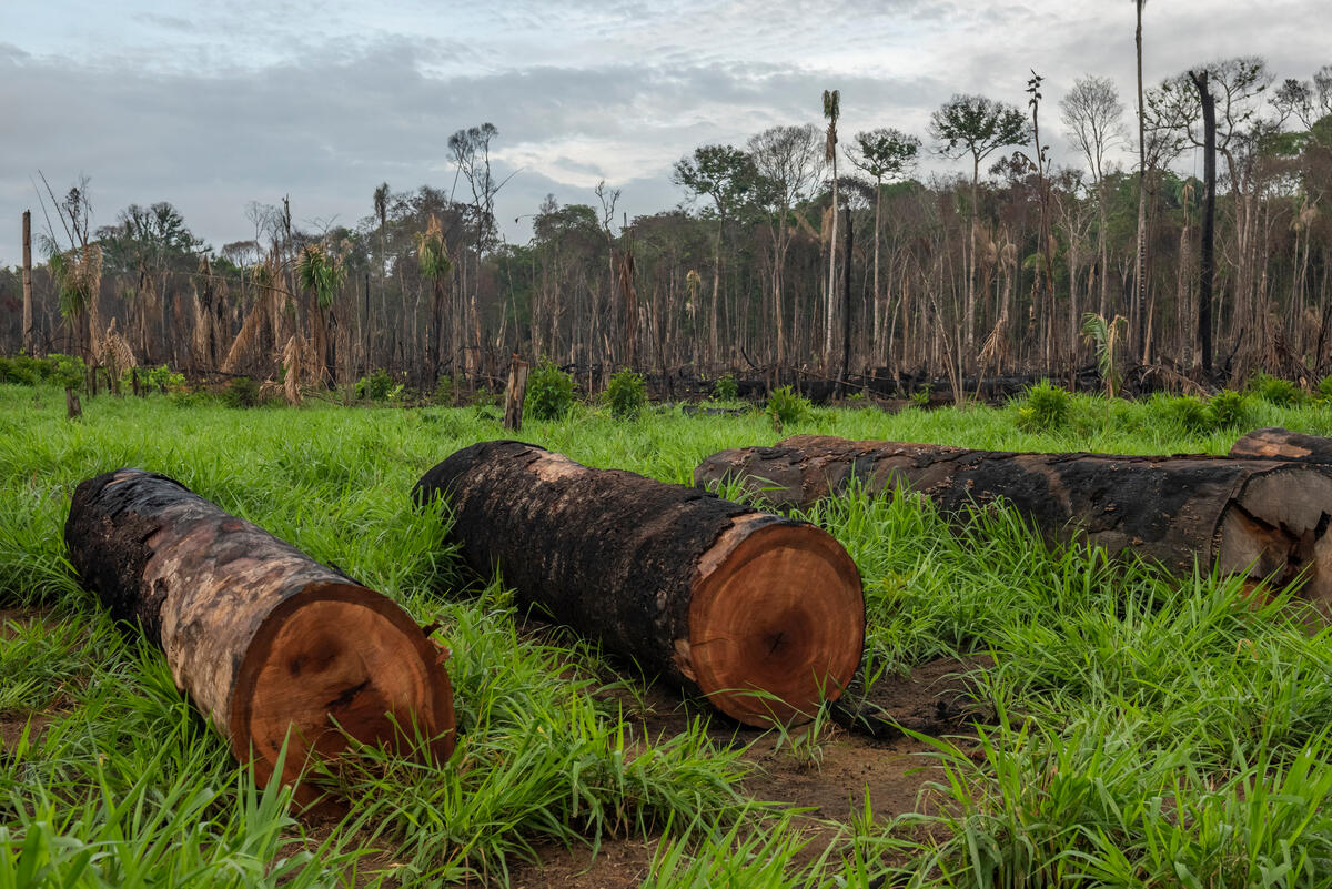 Ontbossing van het Amazone regenwoud