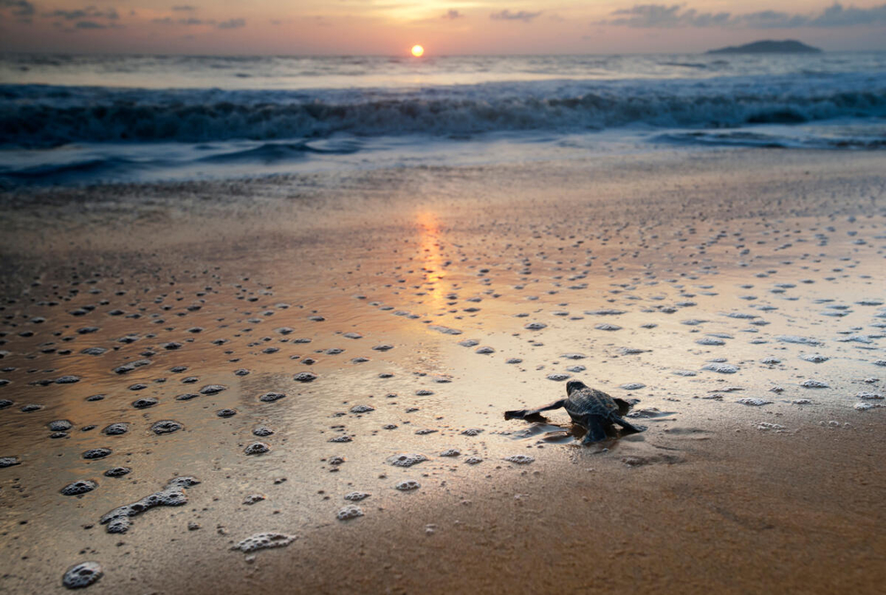 baby zeeschildpad kruipt naar zee tijdens zonsondergang