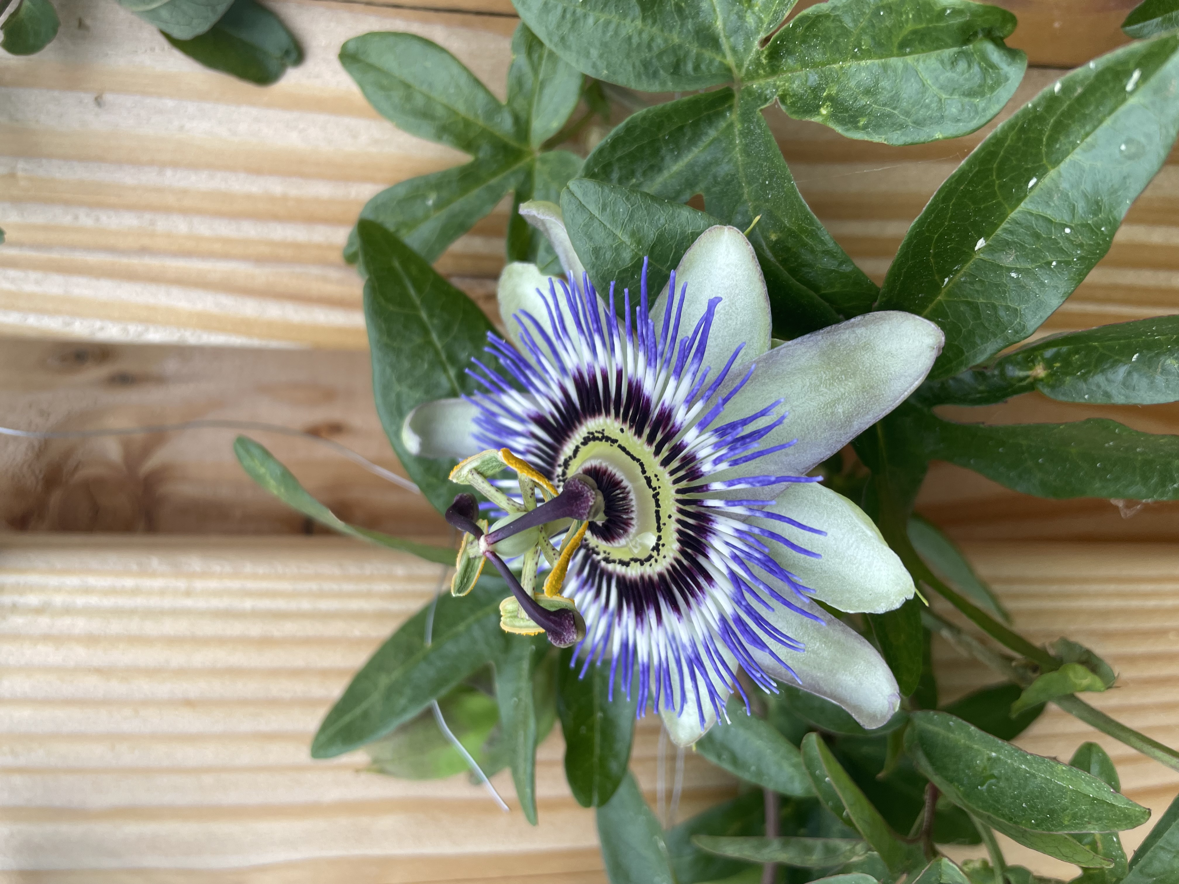 Kaarten voor de schildpad