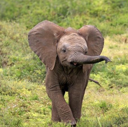 Life of the elephant