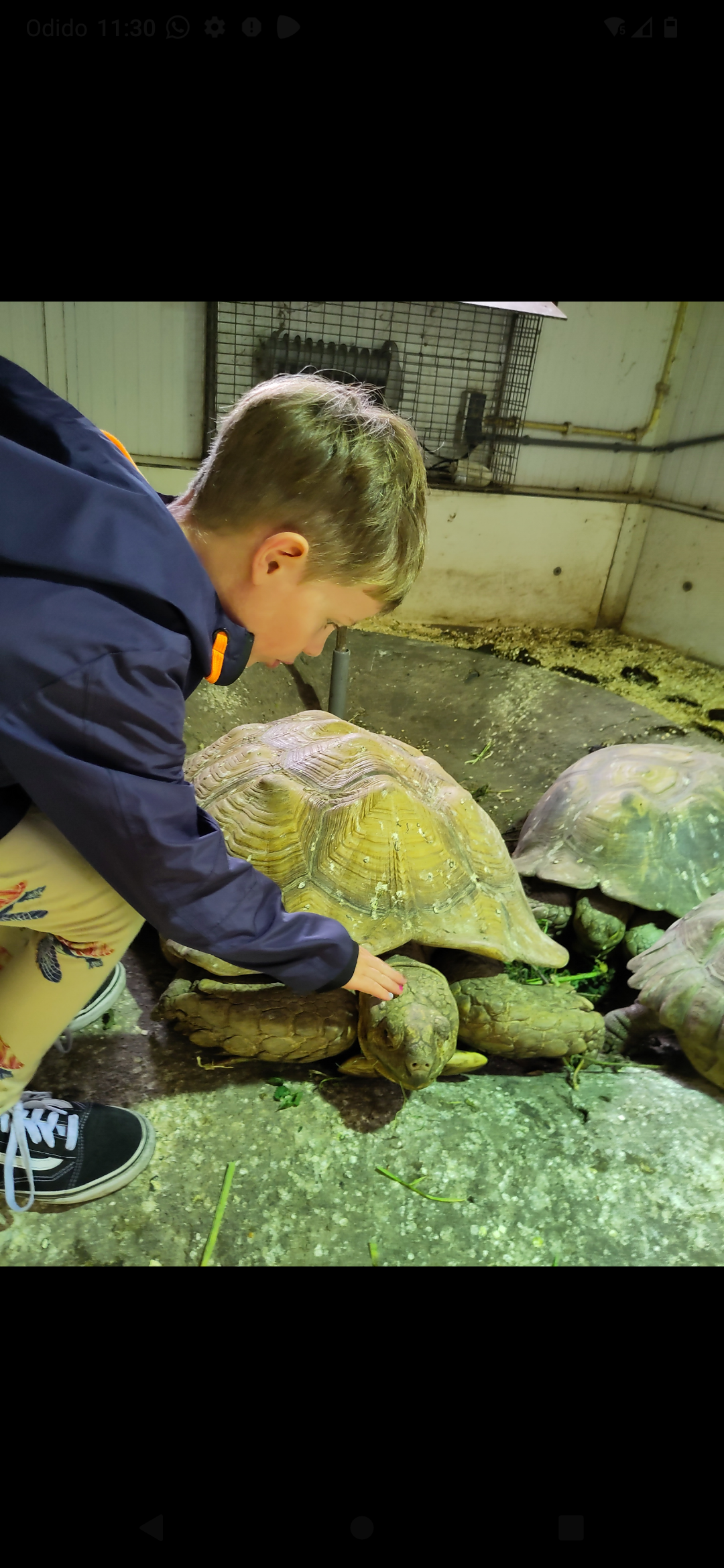 Nils voor schildpadden