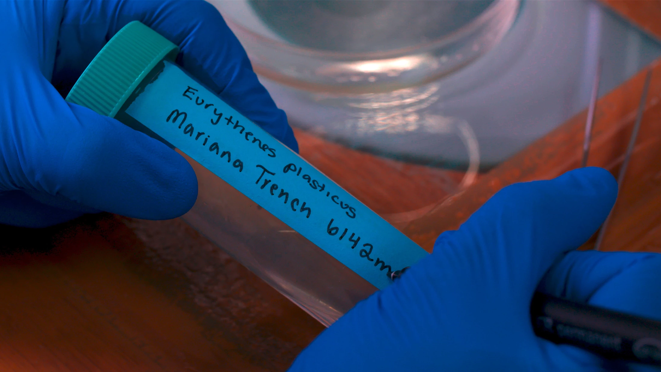 Nieuwe soort vlokreeft met plastic in zijn lichaam