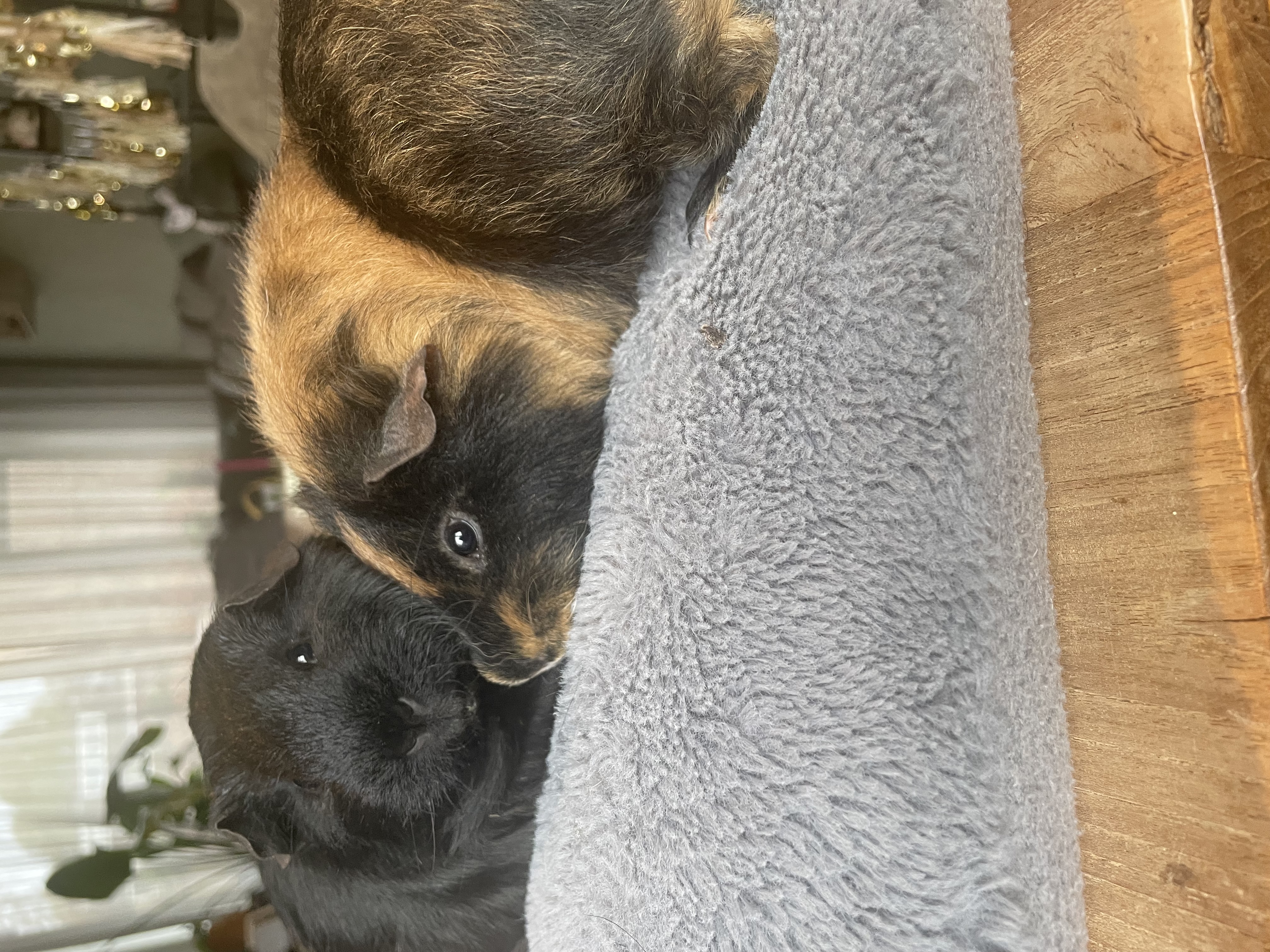 Bescherming olifanten