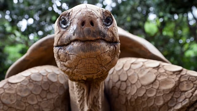 Help schildpad naar zee