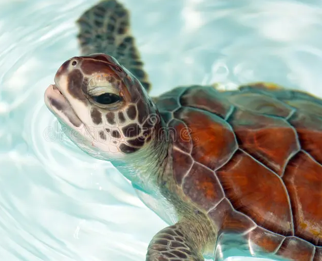 Red een ei schildpad blij