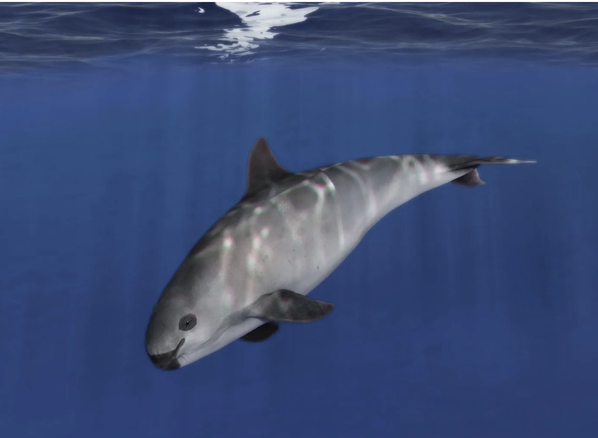 Vaquita
