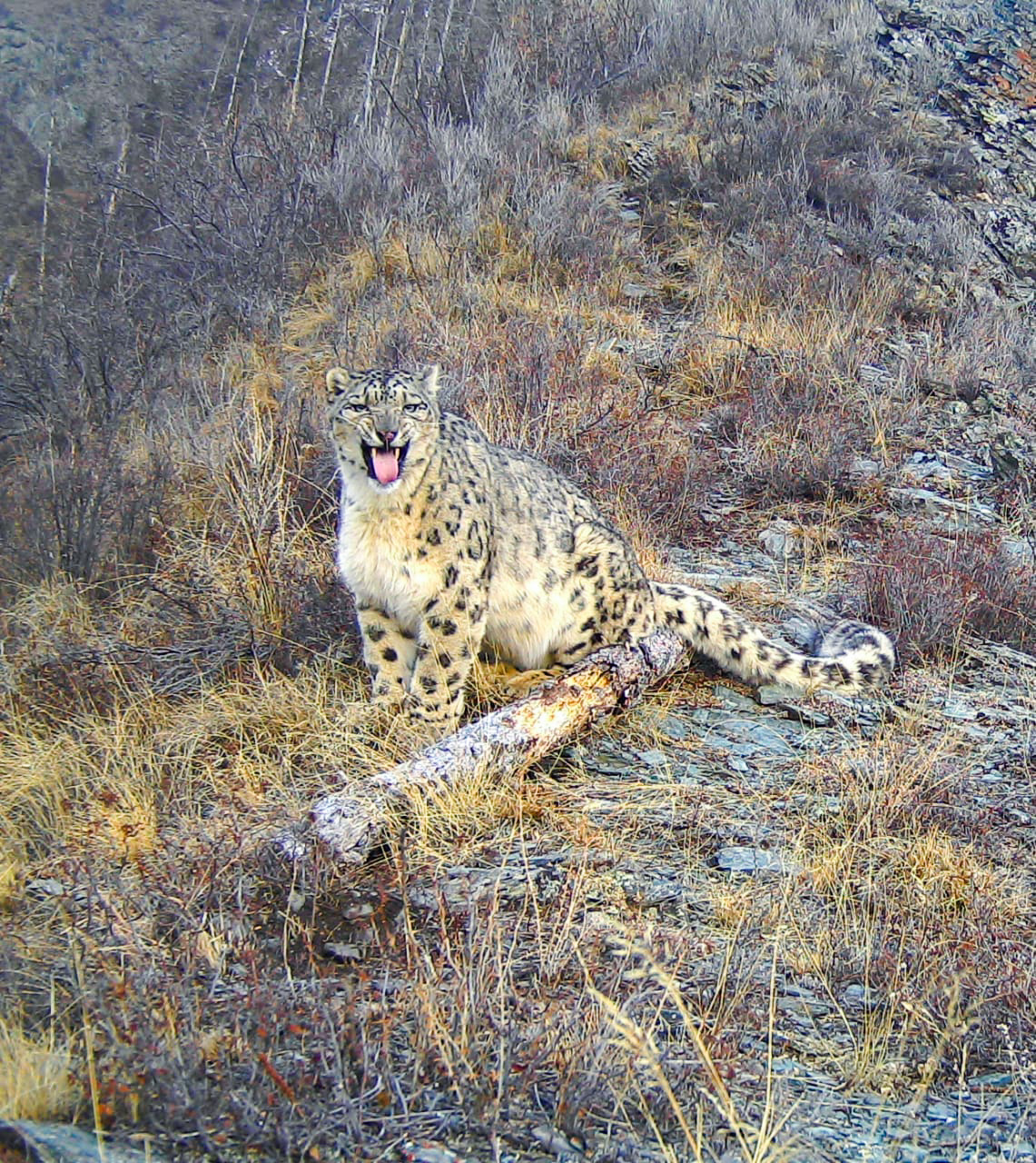 Sneeuwluipaard Yunchi