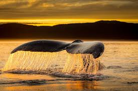 Red de walvis