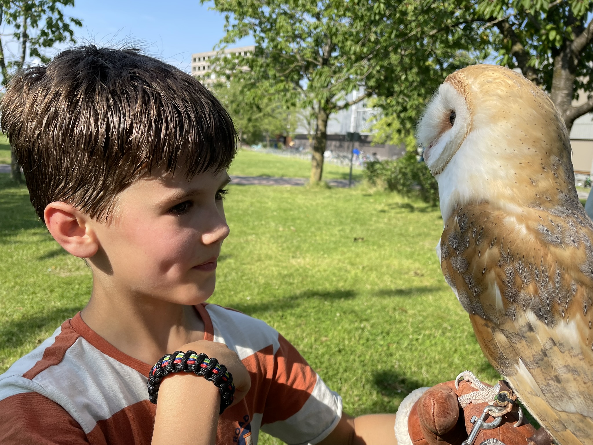 Louk Schildpad Actie