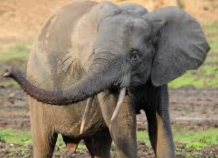 Eden red de bosolifant