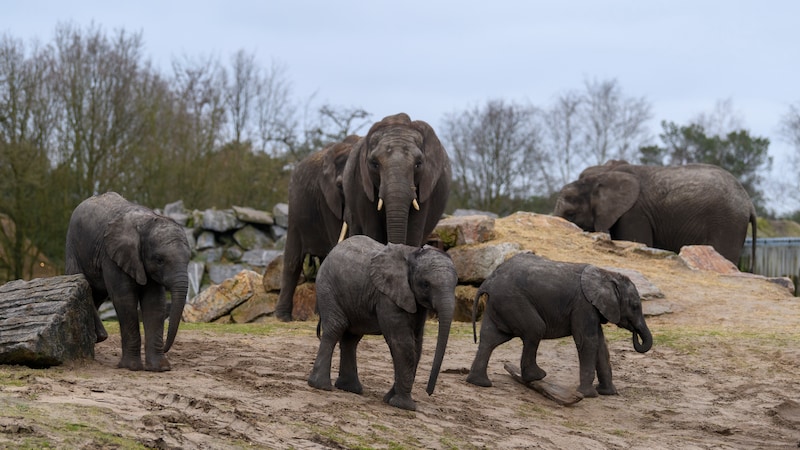 Olifantje in het bos 