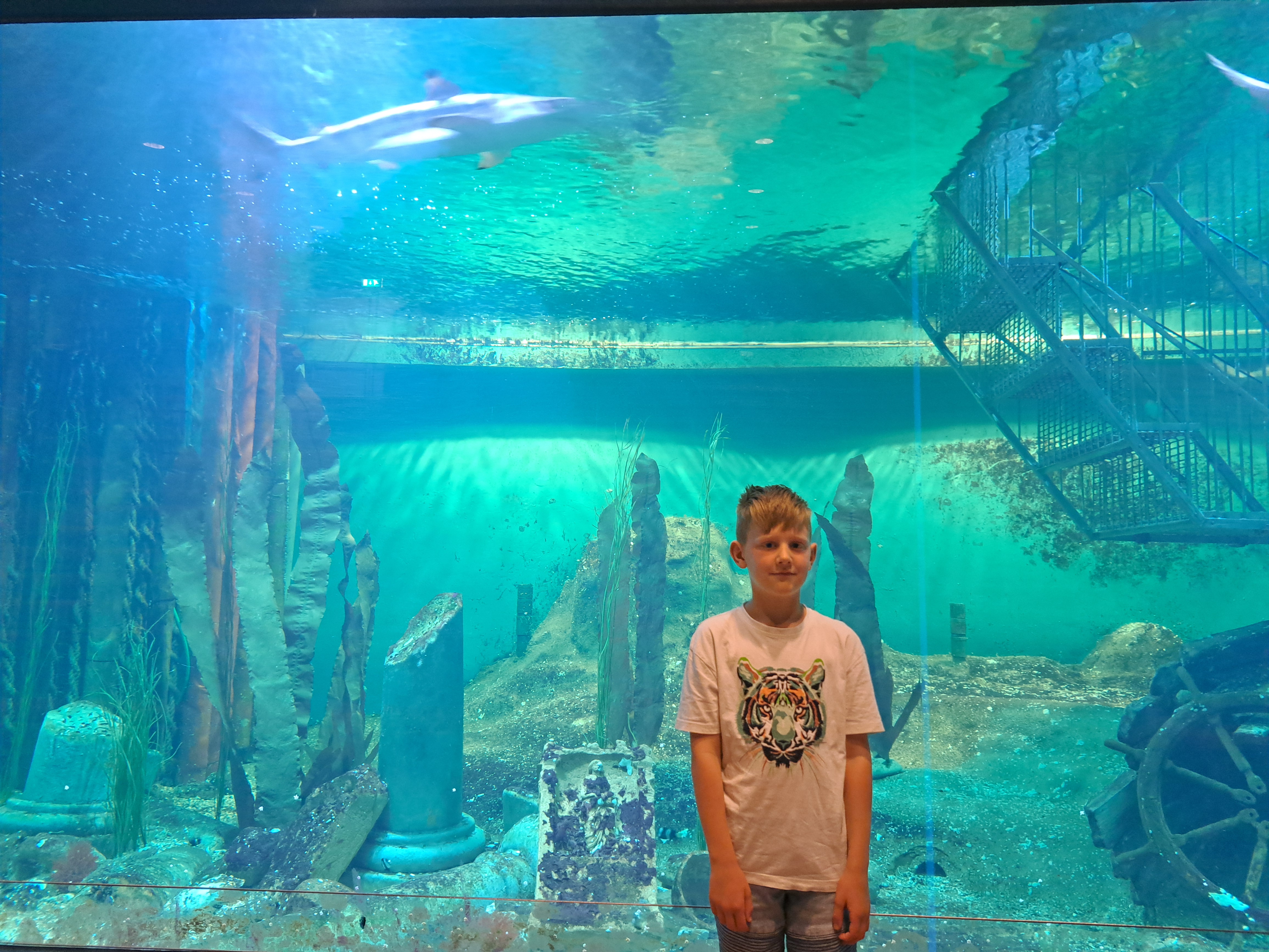 Help de schildpadden