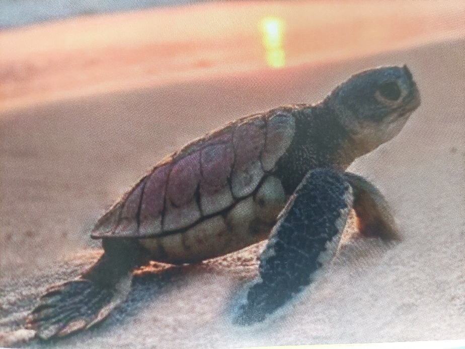Red de baby schildpad