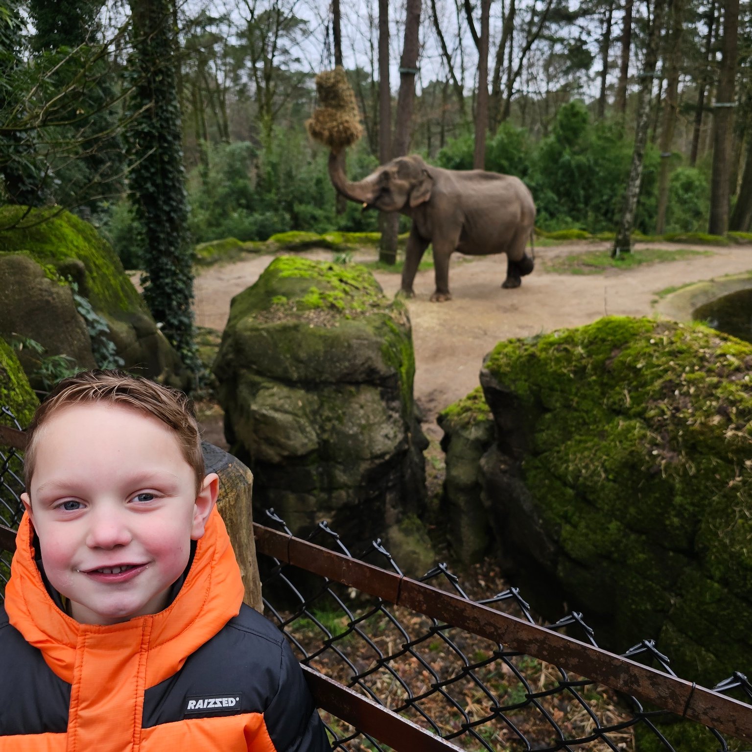 Daniel redt bosolifantjes