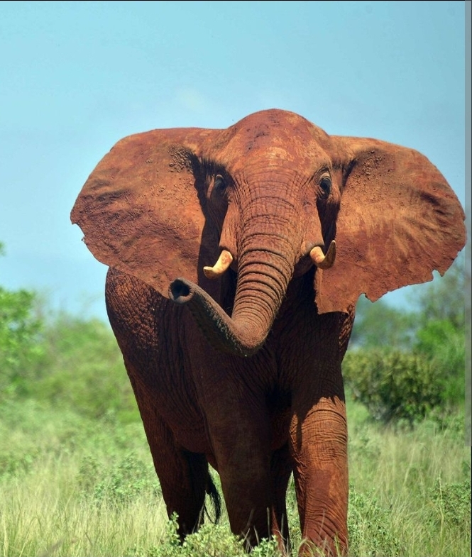 Nina voor de olifanten