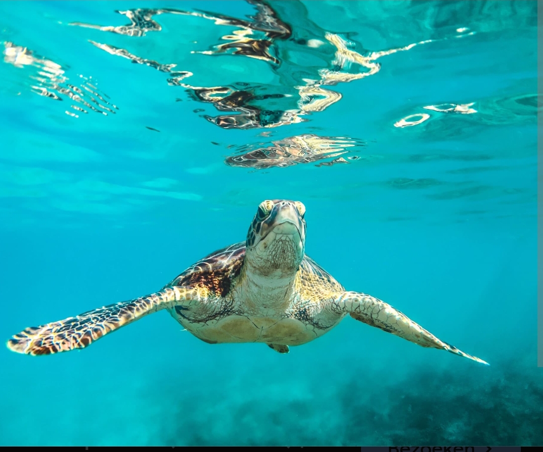 Schildpaddenredder Sjors