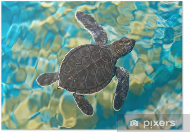 Red de baby Schildpadjes